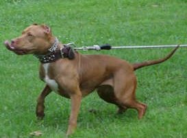 Get 'Em Boy Kennels' Jersey Girl APBT