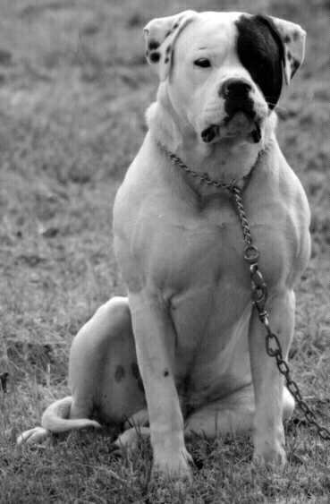 Sherlock's Brutus Australis