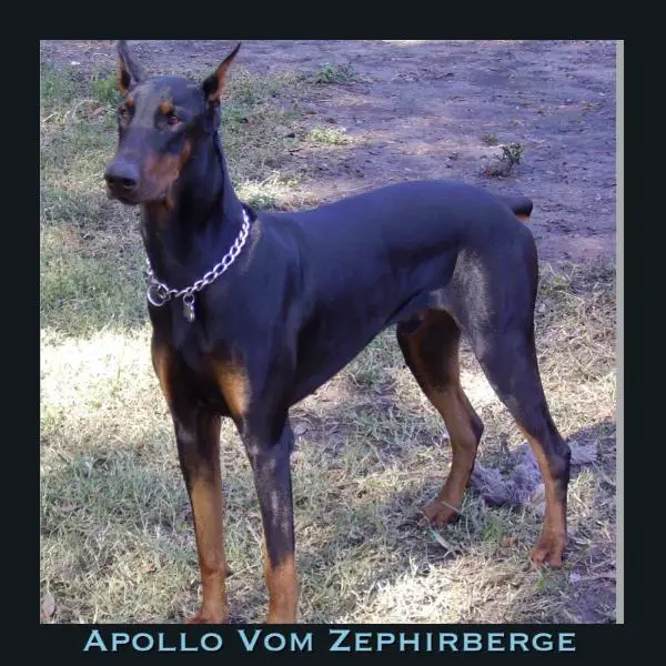 Apollo Vom Zephirberge