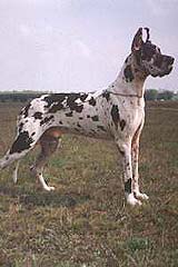 Ch. POL, CSSR King-Kacper Tetradog