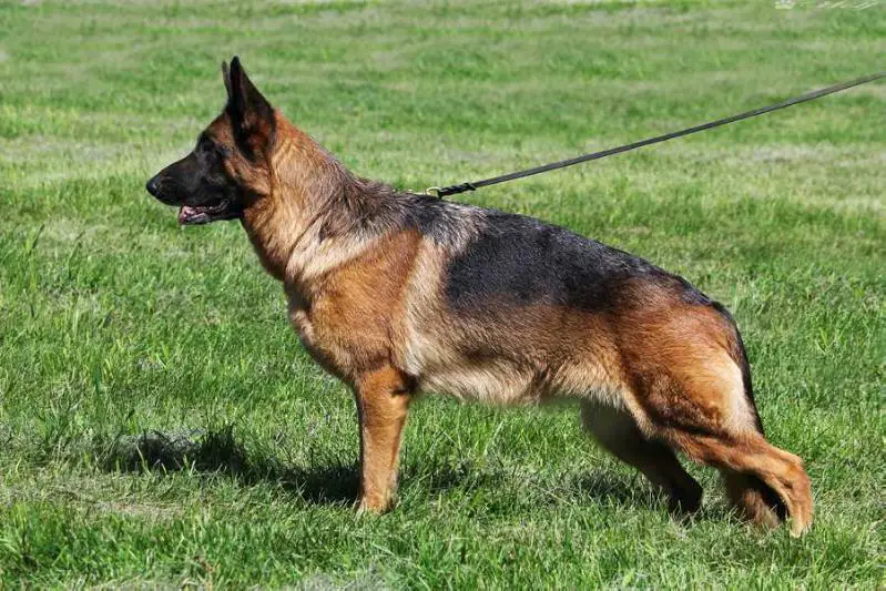 2xVA(RUS), Ch.RSLNO, Ch.V.RSLNO Autbek Enigma