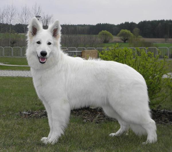 JCHPL BELLIS Diavolovane