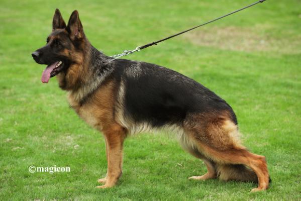 Zoffie vom Frankengold