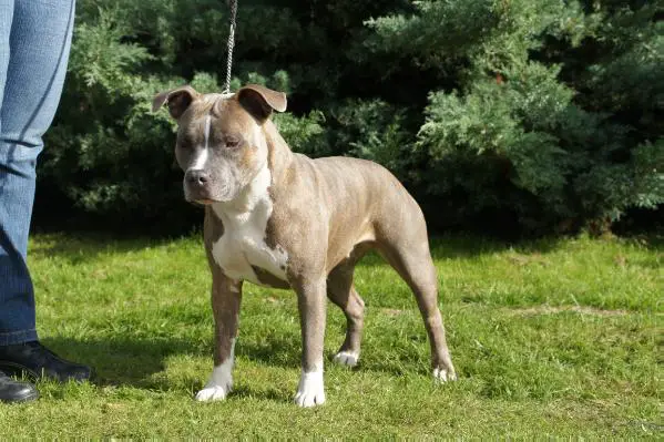 MULTI CH. The Kids Best Frend's Morning Star