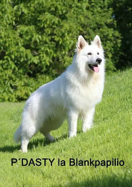 P´Dasty la Blankpapilio