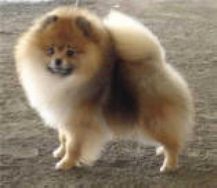 CH (IE) Belliver Secret Liason