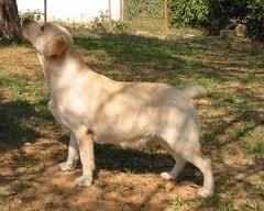 HARIEL DO SOL D´ARENA