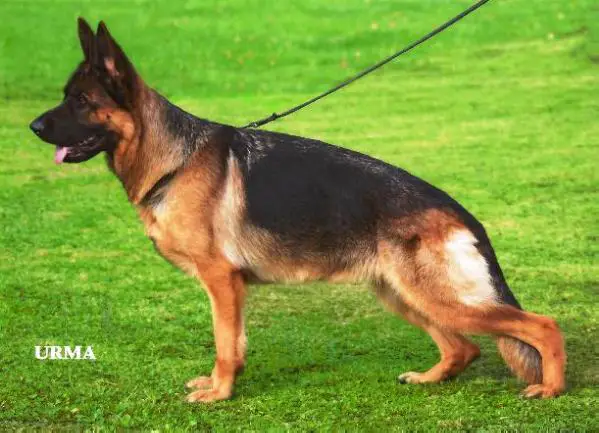 V20 BSZS 2013 Ossye vom Haus Zieglmayer