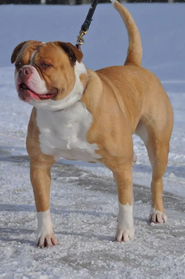 Headturner's Victoria