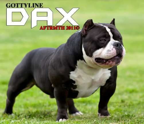 GR CH (ABKC) Gottyline's Dax