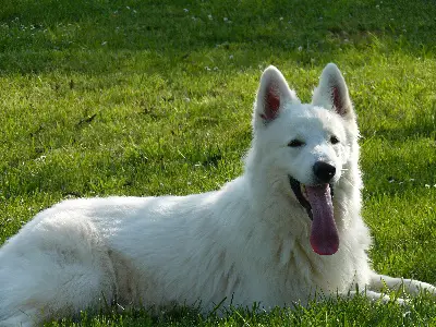 Ethan Eus Messaerien Ar Gwenn