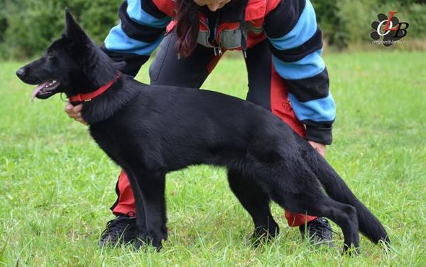 Gracy Yucero Bohemia