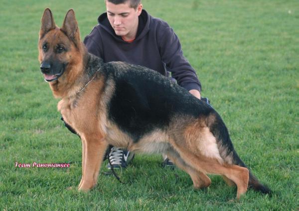 V Dolly vom Team Panoniansee