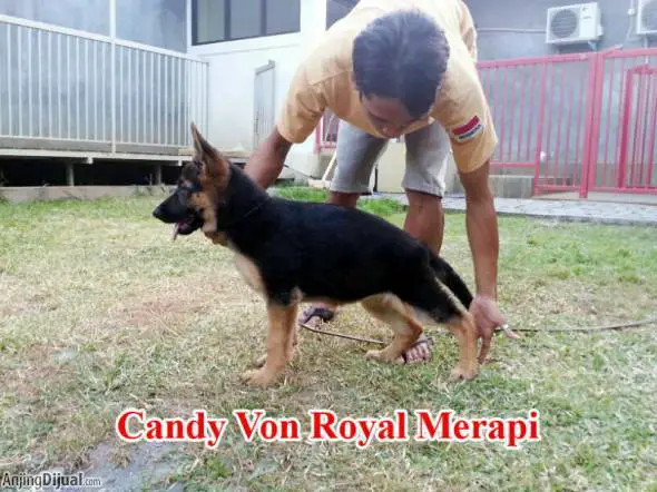 Candy Von Royal Merapi