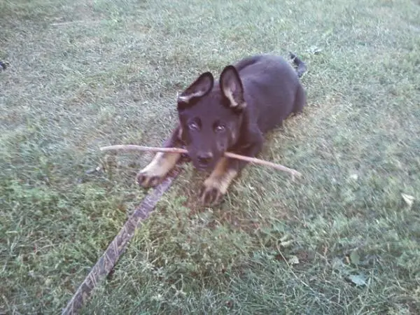 mario van arne's hoeve