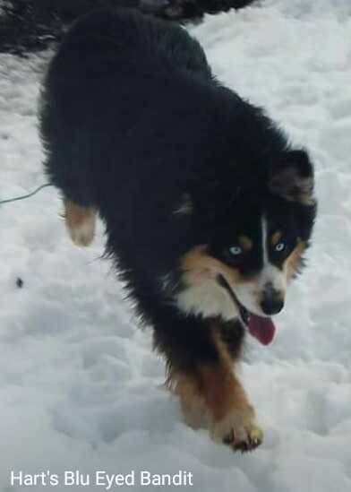 Hart's Blu Eyed Bandit