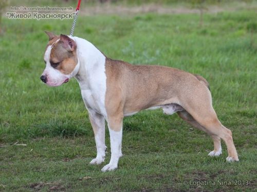 JCHRUS Irgen Gold Vickmaer