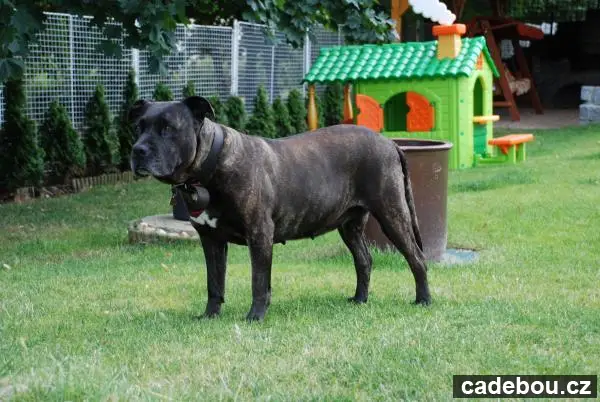 Cinderella ze strasickych