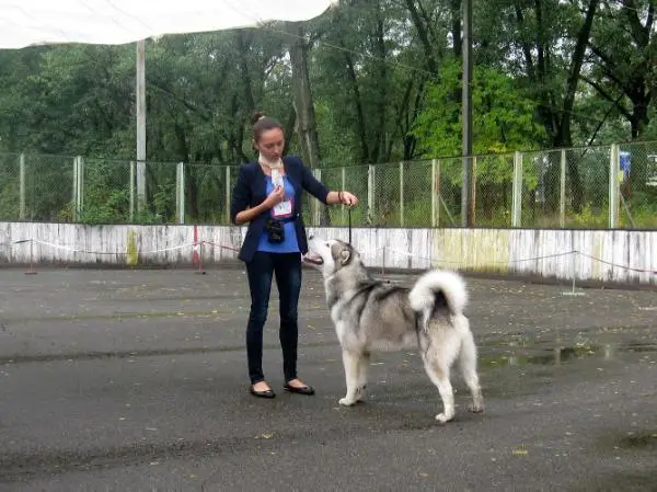 JCH.UA / CH.UA Dnipro-Talisman Casanova