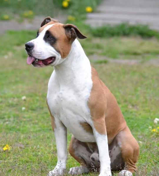 Delightful King of a Victory Narcotic Dream