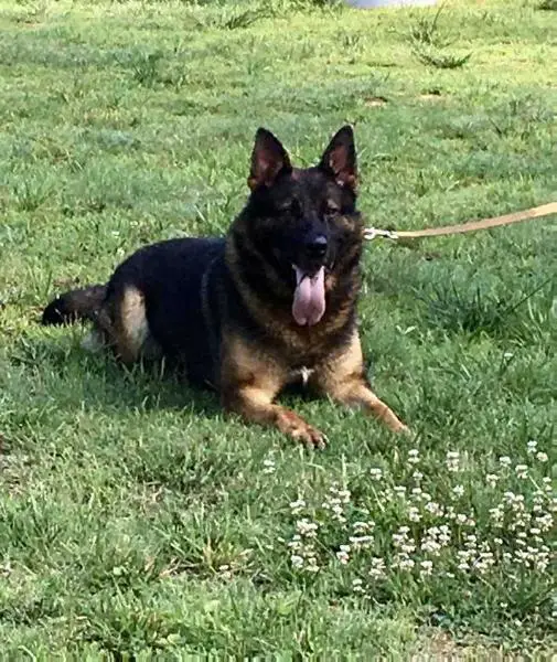 Nando Di Casa Sintiago