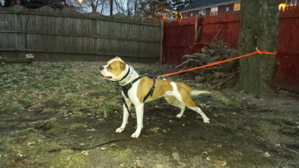 NKC CH Orange Crush of Pure Determination