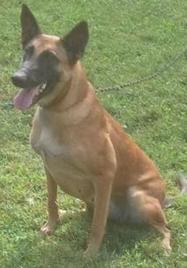 Laura of Dillard's Working Dogs