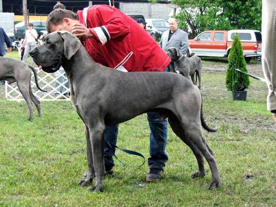 CH Cassius Expletus Hungaricus