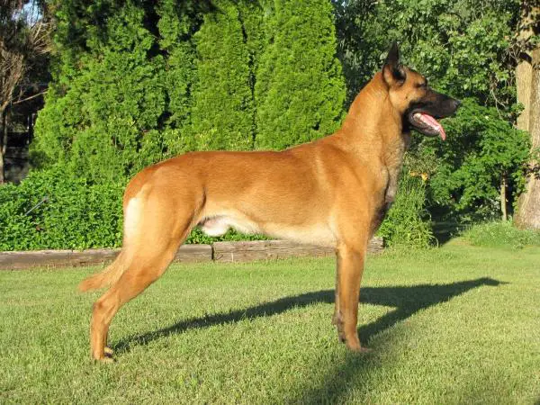 Felon Den Dirty Deeds