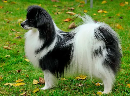 DANCH, SECH Mien Droom's Ingraban