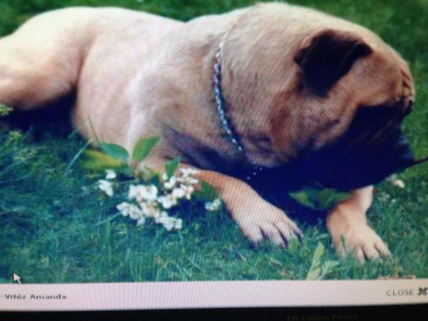 Somogyvari Vitez Amanda