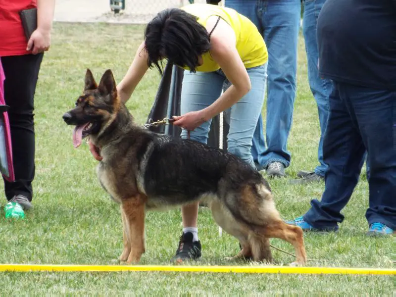 Gara Buranos Lobos