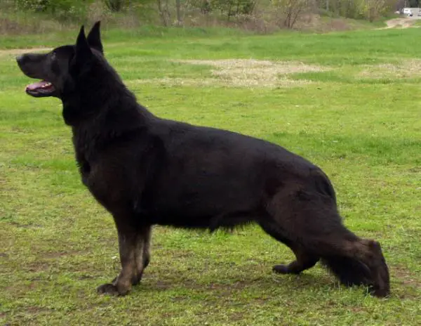 Velencei-Tó Őre Linda