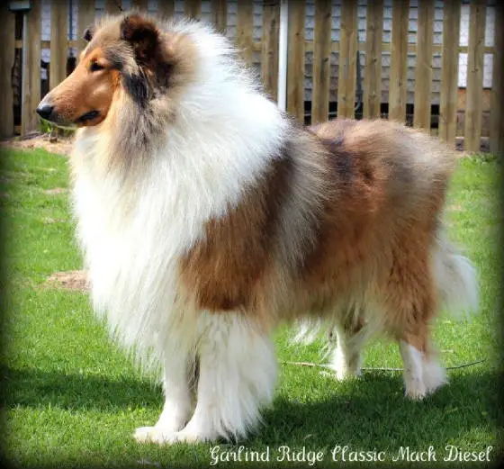 Garlind Ridge Classic Mack Diesel