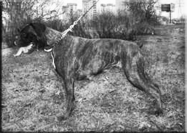 SZEHEREZADA HERA z Gdańska Rodem