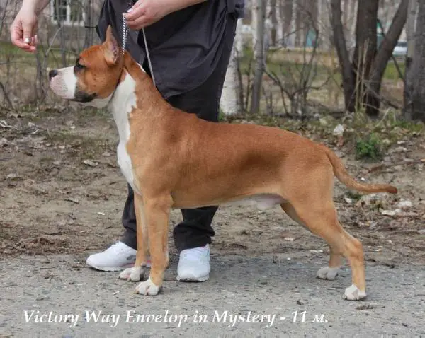 J CH RUS, CH RUS Victory Way Envelop in Mystery