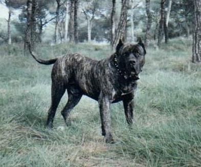 Brado de Ordepaifos