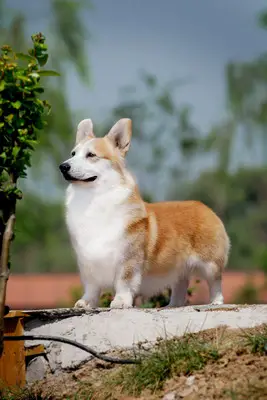 CH SunFarms-Bj Standing Ovation