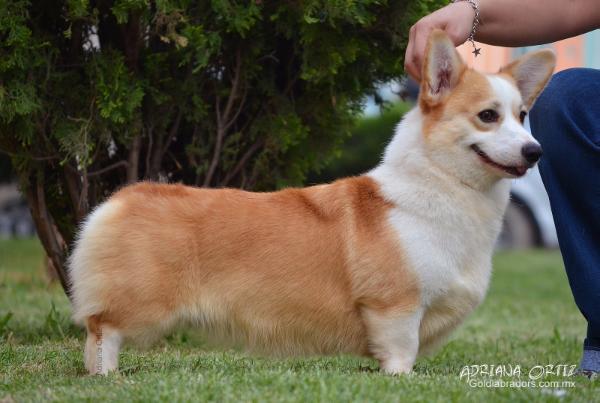 Mex Ch. Dominic Born To Win GL (Vilchis)