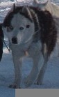 Ruffo Of Seppalta