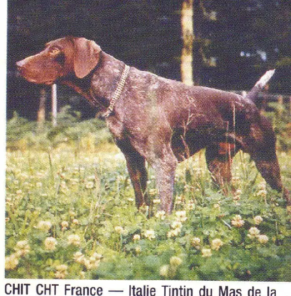 Tintin du Mas de la Combe