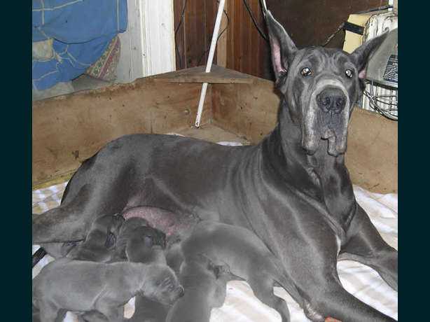 Symbol des Terres de la Rairie