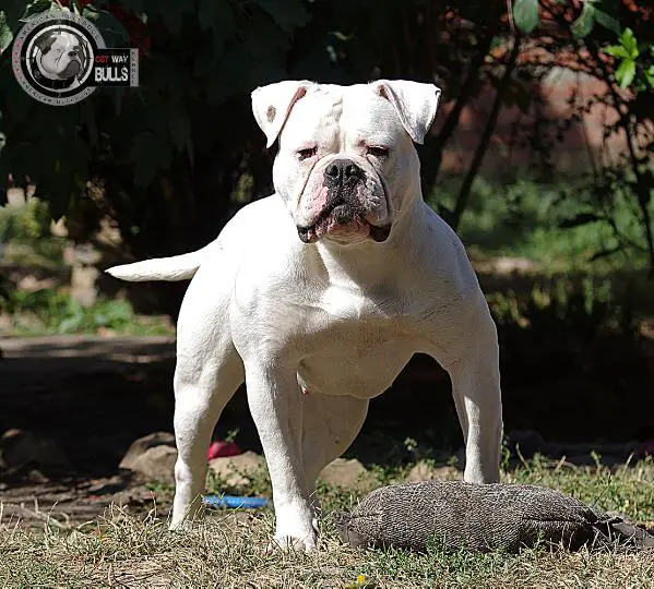 Rebel Country's Medusa