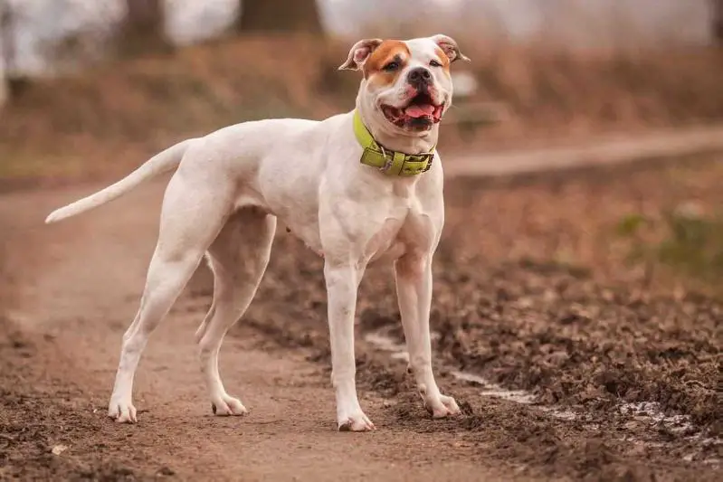 Sly Dog American Bulldogs' Angel's Number One