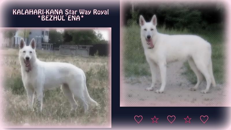 CAC, EXCELLENT KALAHARI-KANA Star Way Royal