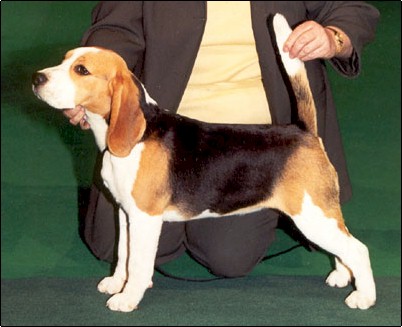 Daragoj Golden Design