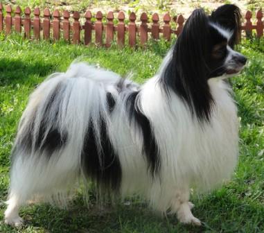 Vittoria's Tiger Man