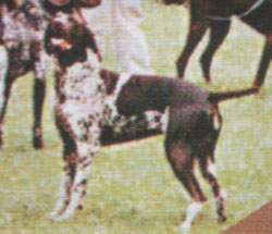 Mutine de la Haille au Loup