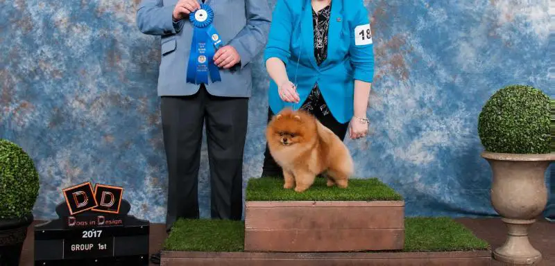 BISS BBPIG CAN GRAND Ch. Tinyprints Watch Me Win