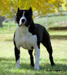 GRCH 'PR' Caligirl's Itza Stickup of DMG